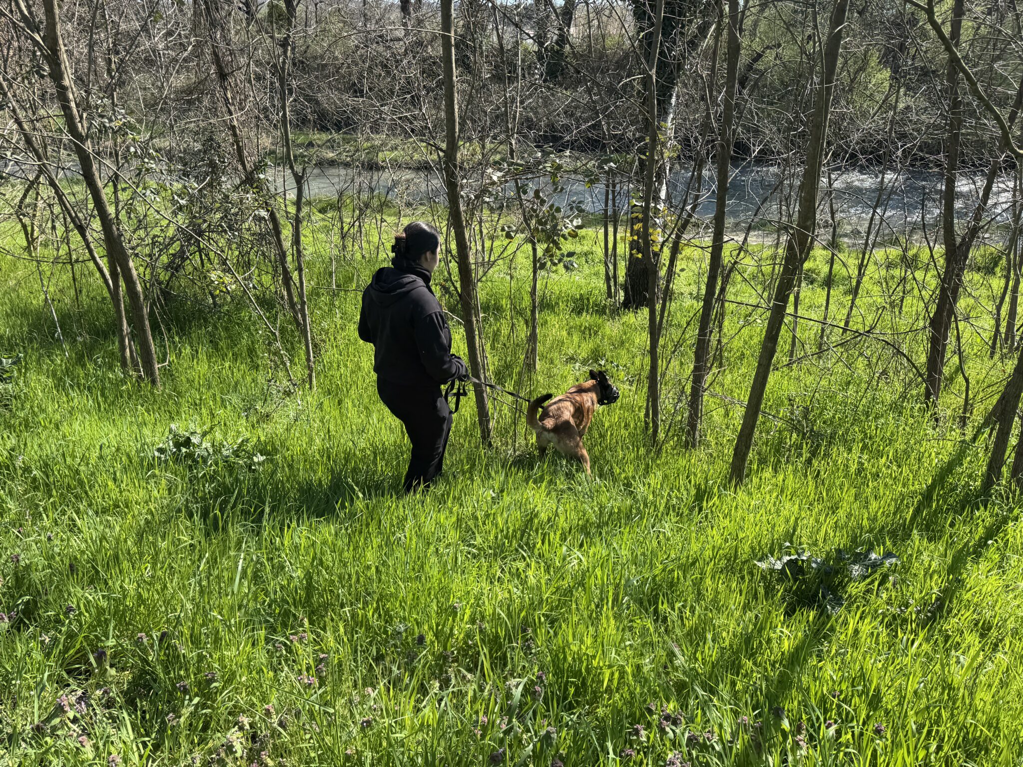 Rééducation malinois