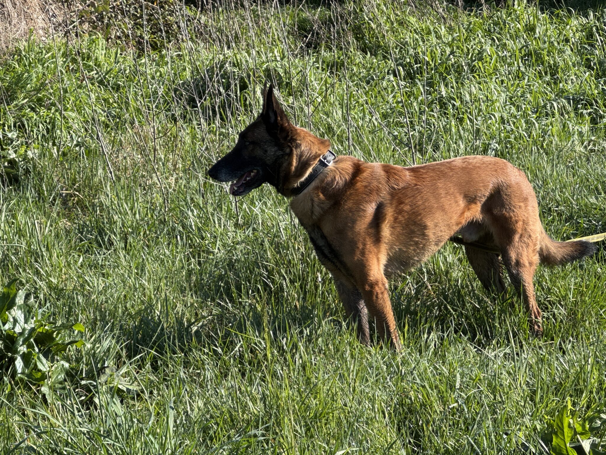 Malinois en rééducation