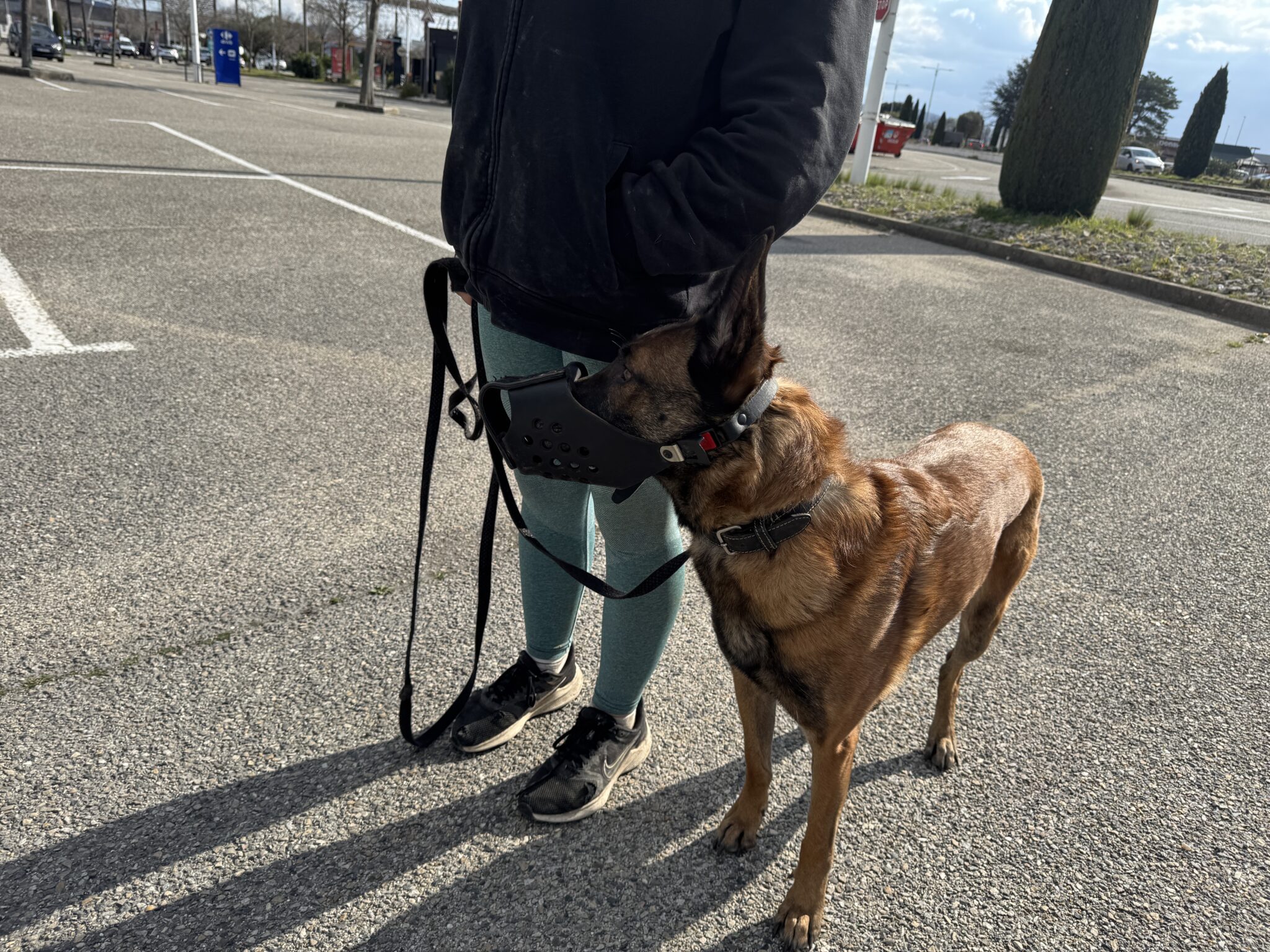 Malinois en rééducation