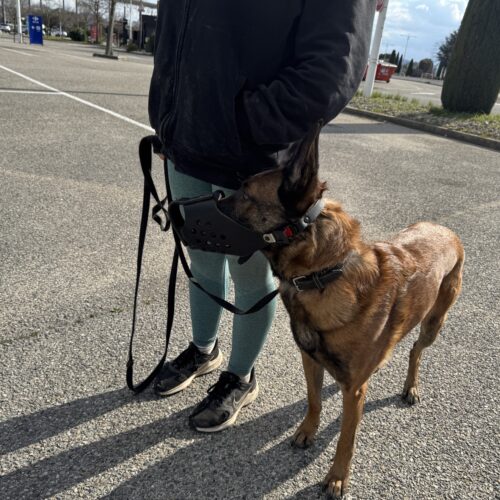 Malinois en rééducation